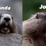 meme marmota