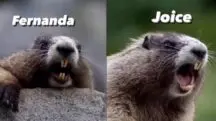 meme marmota