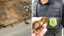 patos rodovias