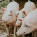 rins humanos porcos