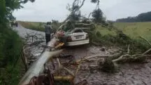tempestade em sc - homem morre - queda de árvore