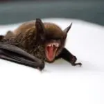 morcegos pandemia