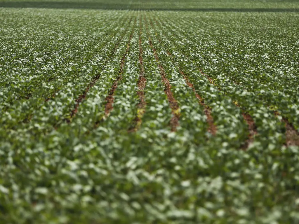 Mercado salários agro inflação 