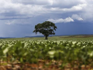 Clima safra Brasil Argentina