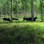Agricultura