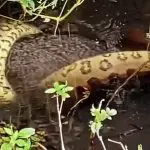 Sucuri porco do mato