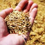 Casca de Arroz
