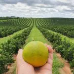 Citricultura