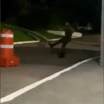 Exército Animal