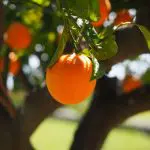 Laranja
