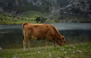 Vaca louca