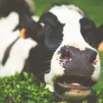 preço carnes