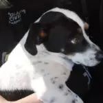 cachorro ex-tutor justiça