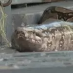 cobra vitória