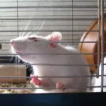 droga gordura exercícios