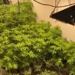 Rota maconha gourmet - medicamento maconha