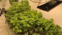 Rota maconha gourmet - medicamento maconha