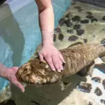Peixe Matusalém