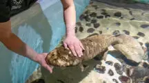 Peixe Matusalém