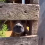 Cão ladrão orelha