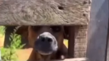 Cão ladrão orelha