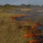 Cerrado desmatamento queimada