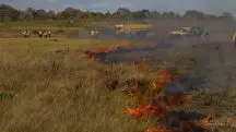 Cerrado desmatamento queimada