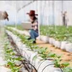 Cooperativas - cooperativismo rural