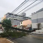 Enel energia apagao queda de arvore