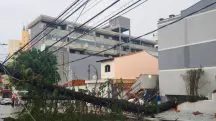 Enel energia apagao queda de arvore