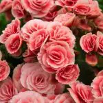 Flores