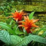 Flores Agronegócio