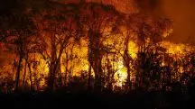 Pantanal incendio