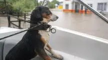 enchentes animais sul resgate | Voluntários ajudam o Poder Público de Porto Alegre a resgatar animais devido à enchente no Rio Grande do Sul | Foto: Pedro Piegas/Prefeitura de Porto Alegre