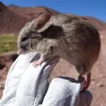ratos múmias