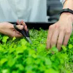 A sustentabilidade é um dos pilares do agronegócio brasileiro | Foto: Reprodução/Pexels