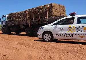 caminhoneiro maconha