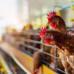 frango avicultura proteina