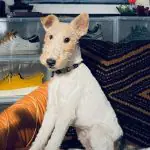 Wire Fox Terrier