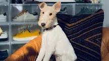 Wire Fox Terrier