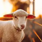 fazendeiros australianos doando ovelhas | Apesar dos baixos preços e da superoferta de animais no mercado, especialistas preevem que os eventos climáticos vão prejudicar a criação e a venda dos carneiros e de ovelhas | Foto: Wirestock/Freepik