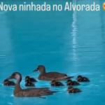 janja patos alvorada