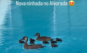janja patos alvorada
