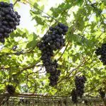 uva vinho são paulo 2