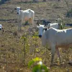 vacinação febre aftosa | Para as criações, o pior resultado do VBP ficou com o ramo de bovinos | Foto: Divulgação/ Ministério da Agricultura