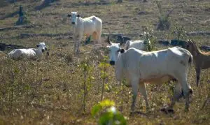vacinação febre aftosa | Para as criações, o pior resultado do VBP ficou com o ramo de bovinos | Foto: Divulgação/ Ministério da Agricultura