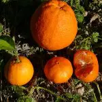 Praga Laranja | Durante as ações de fiscalização, técnicos da Defesa Agropecuária coletaram amostras de folhas de mudas cítricas com suspeita de contaminação para exames laboratoriais | Foto: Reprodução/Wikimedia Commons
