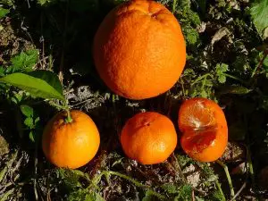 Praga Laranja | Durante as ações de fiscalização, técnicos da Defesa Agropecuária coletaram amostras de folhas de mudas cítricas com suspeita de contaminação para exames laboratoriais | Foto: Reprodução/Wikimedia Commons