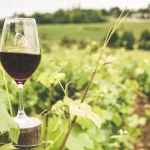 Terroir | Com tecnologia, o Brasil produz vinhos de qualidade em várias regiões, até em áreas secas e quentes, como Bahia e Pernambuco | Foto: Reprodução/Wine.com.br