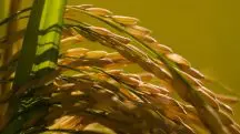 Arroz